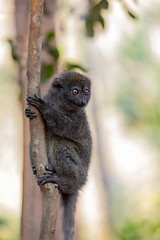 Image showing Eastern lesser bamboo lemur (Hapalemur griseus)