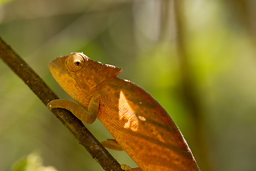 Image showing Parson\'s chameleon (Calumma parsonii)