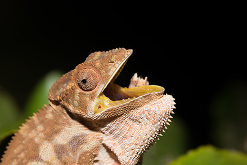 Image showing panther chameleon (Furcifer pardalis)