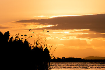 Image showing Birds silhouette and sunset over the river