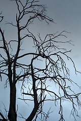 Image showing Bare tree branches