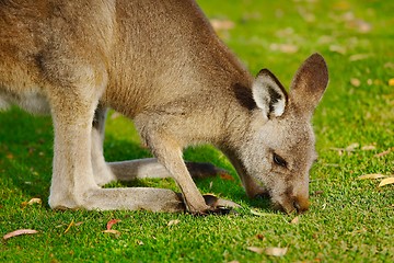 Image showing Kangaroo