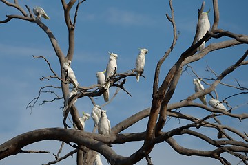 Image showing Cockatoos on a tree