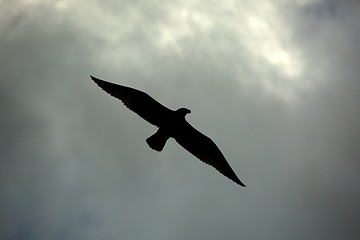 Image showing Bird in the dark sky