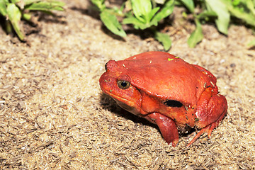 Image showing big red Tomato frogs, Dyscophus antongilii