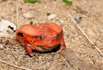 Image showing big red Tomato frogs, Dyscophus antongilii