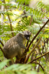 Image showing Common brown lemur in top of tree