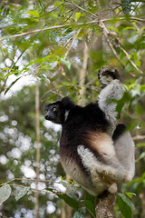 Image showing Black and white Lemur Indri on tree