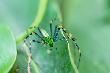 Image showing Malagasy green lynx spider (Peucetia madagascariensis)