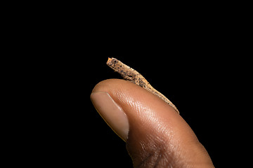 Image showing tiny chameleon Brookesia micra (Brookesia minima)