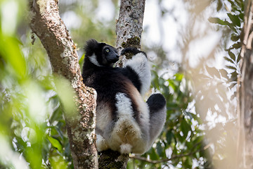 Image showing Black and white Lemur Indri on tree