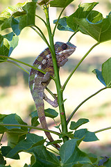 Image showing panther chameleon (Furcifer pardalis)