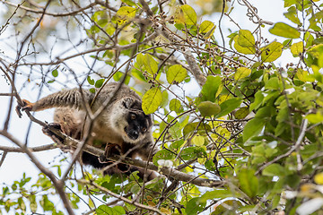 Image showing Common brown lemur in top of tree