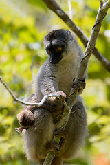 Image showing Common brown lemur with baby on back