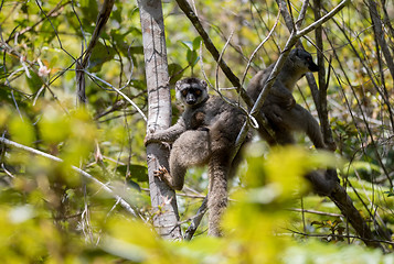 Image showing Common brown lemur with baby on back