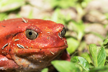 Image showing big red Tomato frogs, Dyscophus antongilii