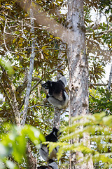 Image showing Black and white Lemur Indri on tree