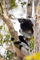 Image showing Black and white Lemur Indri on tree