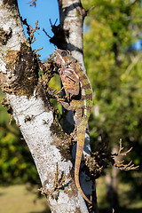 Image showing panther chameleon (Furcifer pardalis)