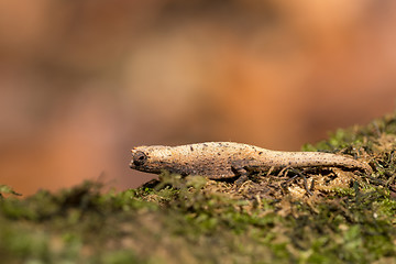 Image showing tiny chameleon Brookesia micra (Brookesia minima)