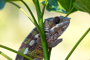 Image showing panther chameleon (Furcifer pardalis)