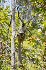 Image showing Common brown lemur in top of tree