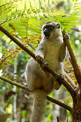 Image showing Common brown lemur in top of tree