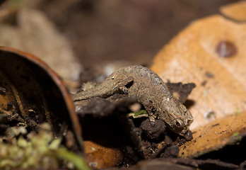 Image showing tiny chameleon Brookesia micra (Brookesia minima)