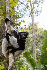 Image showing Black and white Lemur Indri on tree