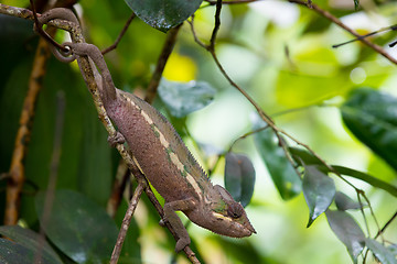 Image showing panther chameleon (Furcifer pardalis)