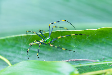 Image showing Malagasy green lynx spider (Peucetia madagascariensis)