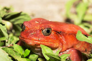 Image showing big red Tomato frogs, Dyscophus antongilii