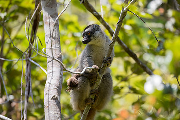 Image showing Common brown lemur with baby on back