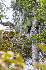 Image showing Black and white Lemur Indri on tree