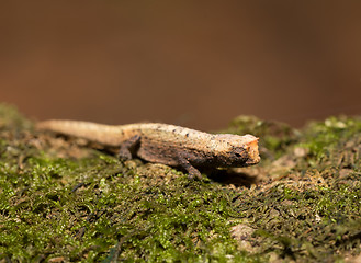 Image showing tiny chameleon Brookesia micra (Brookesia minima)