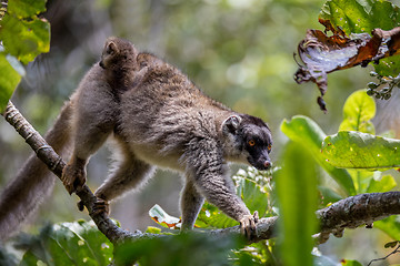 Image showing Common brown lemur with baby on back