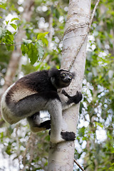 Image showing Black and white Lemur Indri on tree