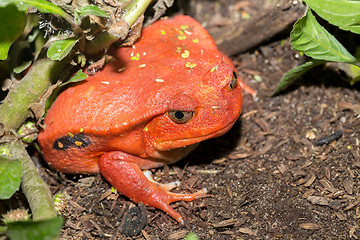 Image showing big red Tomato frogs, Dyscophus antongilii