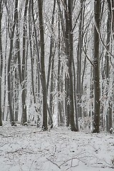 Image showing Winter forest