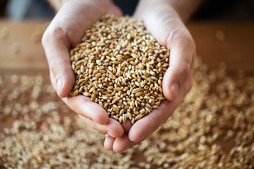 Image showing male farmers hands holding malt or cereal grains