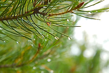 Image showing Pine Tree Wet Rainy Detail