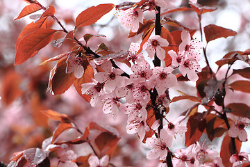 Image showing cherries flowers background