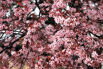 Image showing cherries flowers background