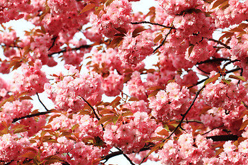 Image showing cherries flowers background