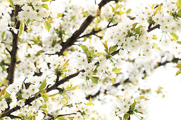 Image showing cherries flowers background