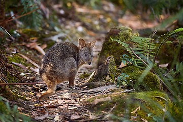 Image showing Small Wallaby In The Forest