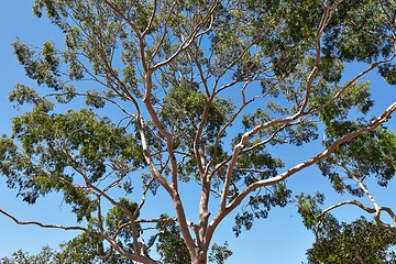 Image showing Leaves of a treetop