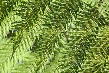 Image showing Fern leaves background