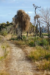 Image showing Fields of Australian wild landscape