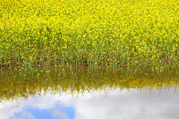 Image showing Canola and water reflections